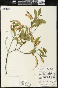 Leucothoe racemosa image