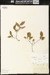 Leucothoe racemosa image