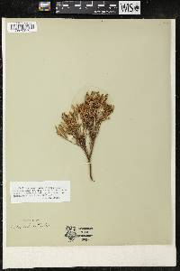 Erica lutea image