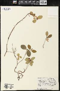 Gaultheria procumbens image