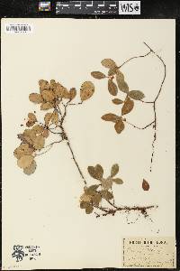 Gaultheria procumbens image