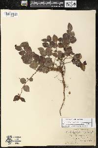 Gaultheria ovatifolia image