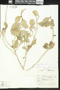 Bernardia corensis image