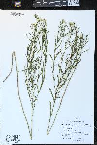 Euthamia gymnospermoides image