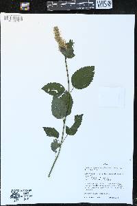 Agastache scrophulariifolia image