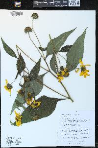 Helianthus decapetalus image