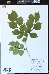 Lonicera maackii image