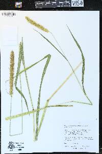 Pennisetum glaucum image