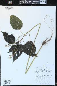 Laportea canadensis image