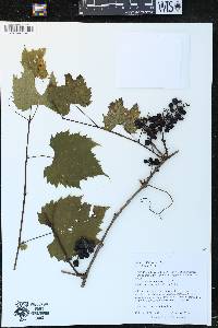 Vitis riparia image