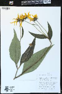 Helianthus decapetalus image