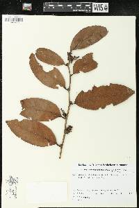 Chaetocarpus schomburgkianus image