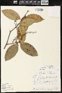 Gaultheria acuminata image