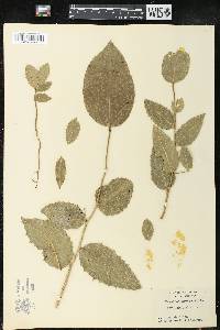 Drypetes diversifolia image