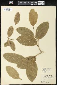 Drypetes diversifolia image