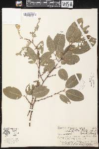 Drypetes phyllanthoides image