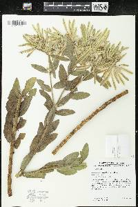 Euphorbia bicolor image