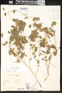Euphorbia acerensis image