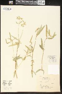 Euphorbia ariensis image