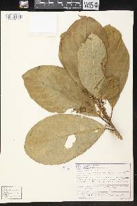 Tetrorchidium europhyllum image