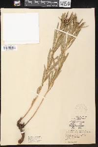 Stillingia linearifolia image