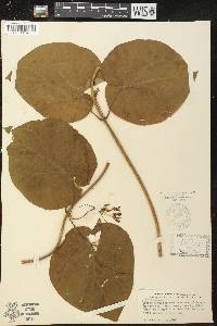 Vincetoxicum obliquum image