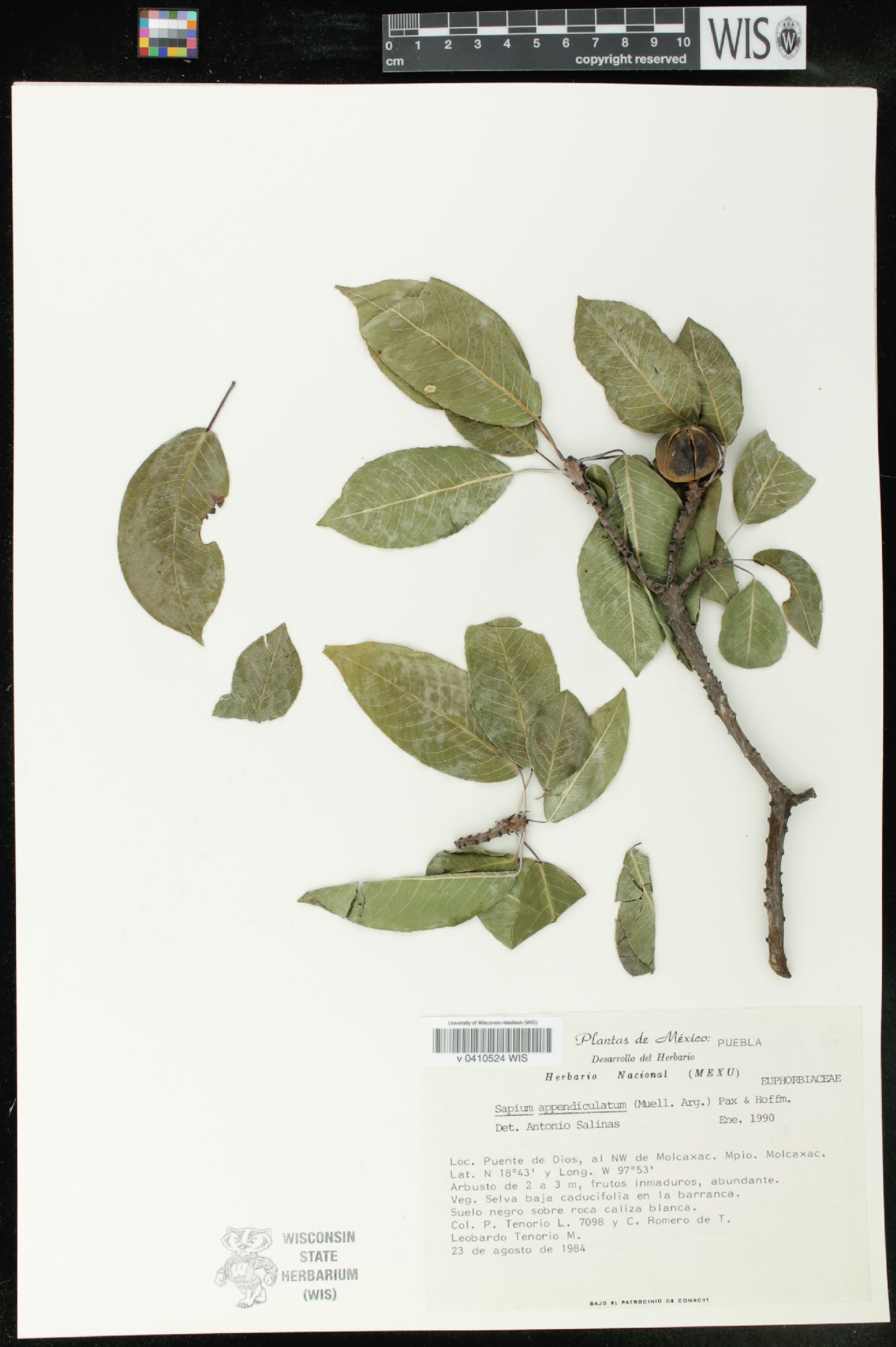 Sapium appendiculatum image