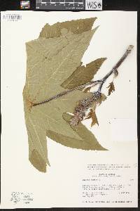 Ricinus communis image