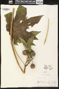 Ricinus communis image