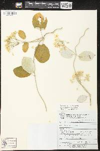 Funastrum pannosum image