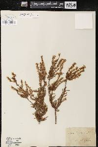 Calluna vulgaris image