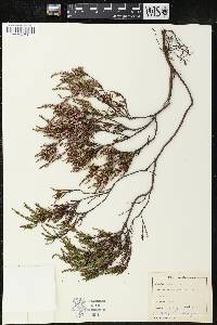 Calluna vulgaris image