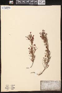 Ricinocarpus pinifolius image