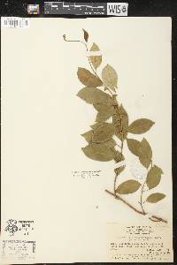Gymnema alterniflorum image
