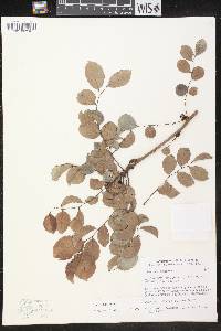 Phyllanthus elsiae image