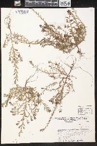 Phyllanthus evanescens image