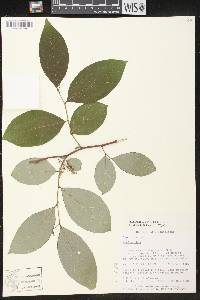 Phyllanthus grandifolius image