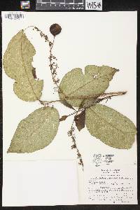 Phyllanthus adenodiscus image