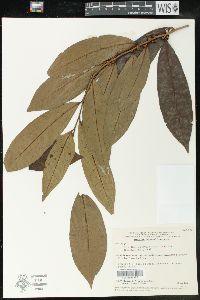 Image of Pera distichophylla