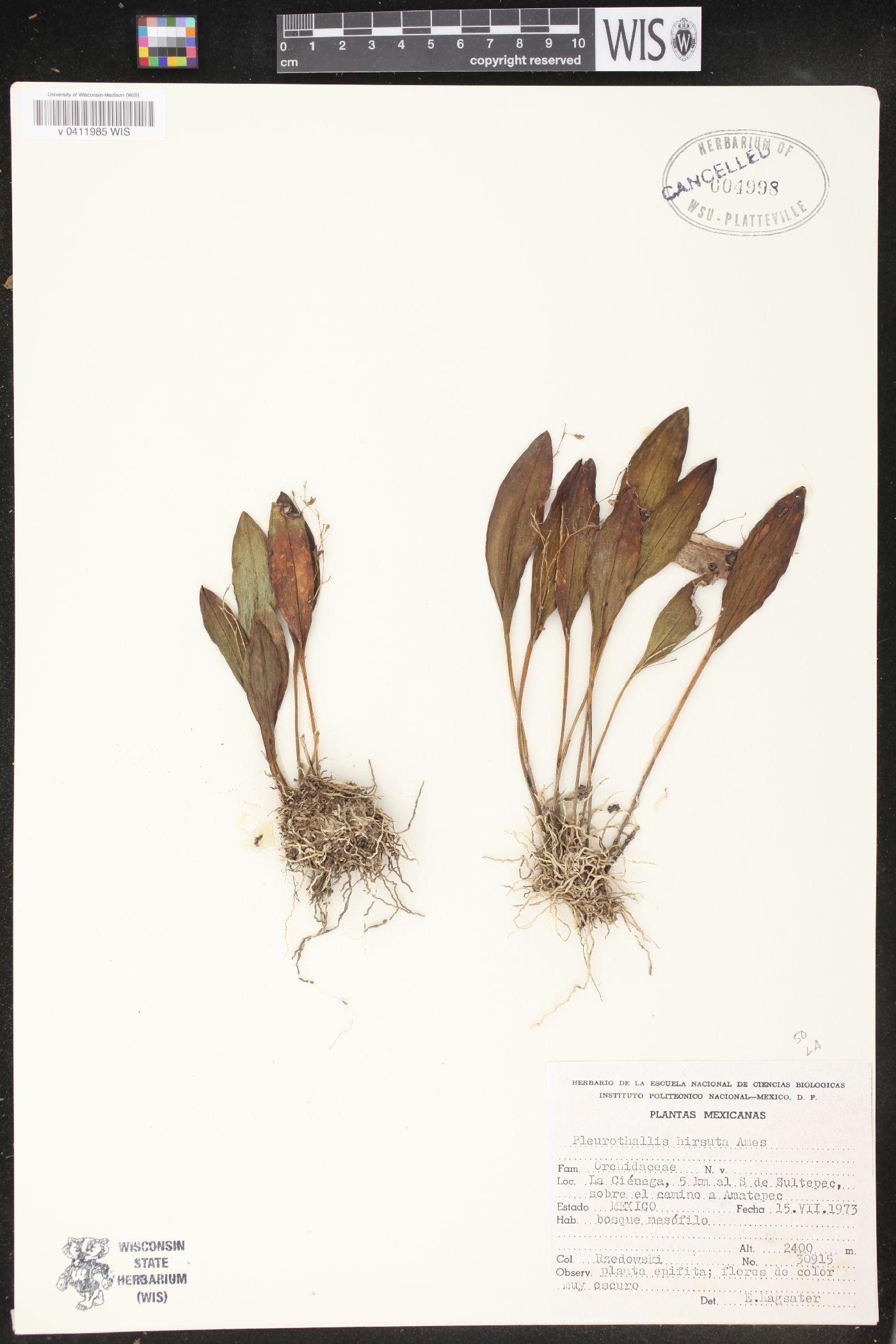 Pleurothallis hirsuta image
