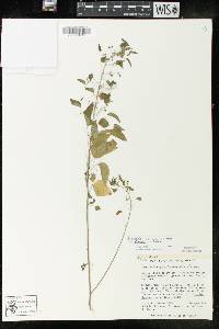 Euphorbia dioica image