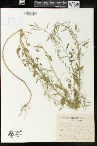 Euphorbia francoana image