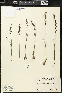 Prasophyllum fuscum image