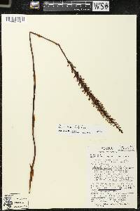 Galeoglossum tubulosum image