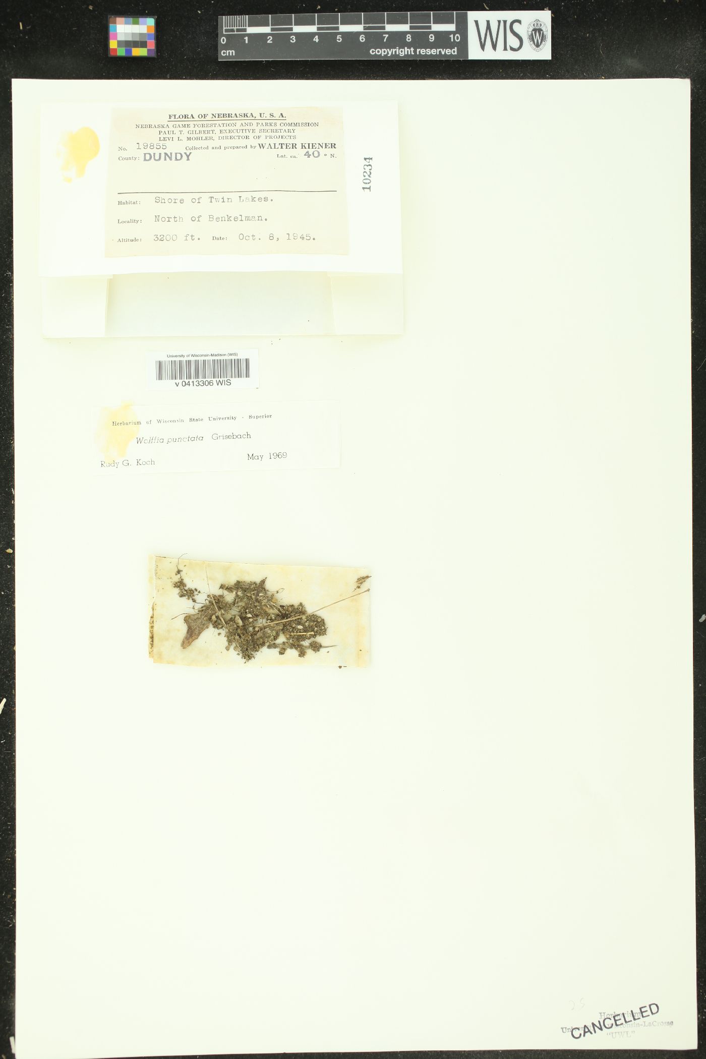 Wolffia punctata image