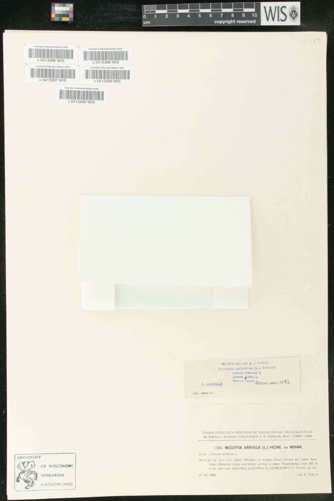 Wolffia arrhiza image