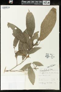 Mallotus rhamnifolius image