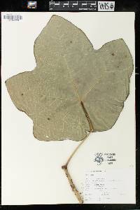 Jatropha platyphylla image