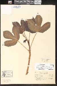 Jatropha gossypiifolia var. elegans image