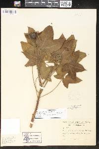 Jatropha mollissima image